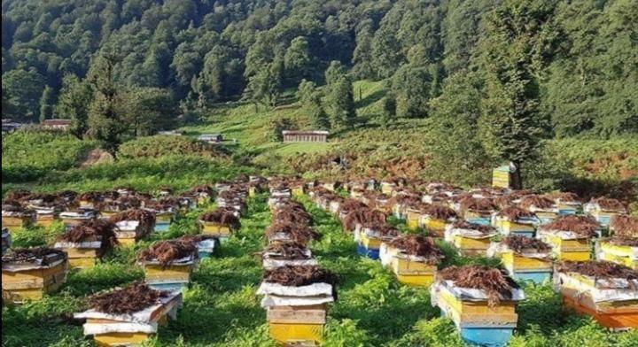 عسل طبیعی شاه معلم