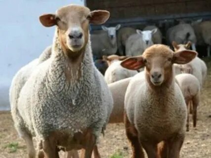 گوسفند داری مافی