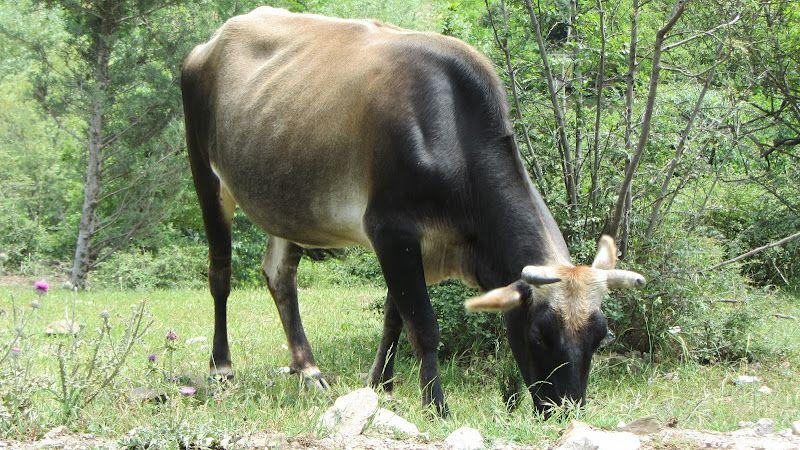 کلبه اقامتی دهگردی
