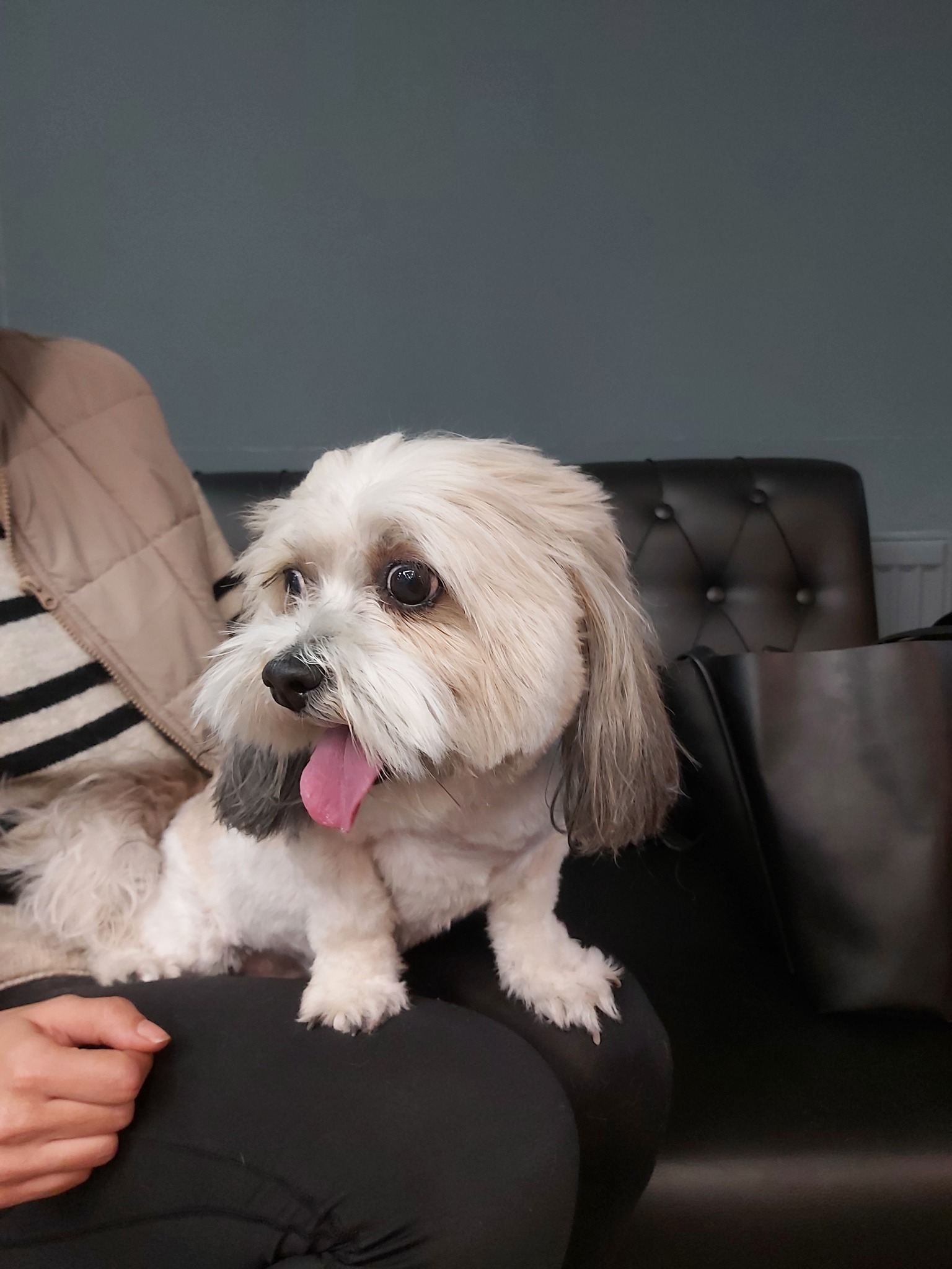 کلینیک دامپزشکی و پت شاپ رودا