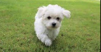 فروش حيوانات خانگي ورامین