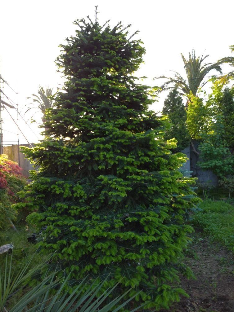 مجتمع تولیدی گل وگیاه رمضانی