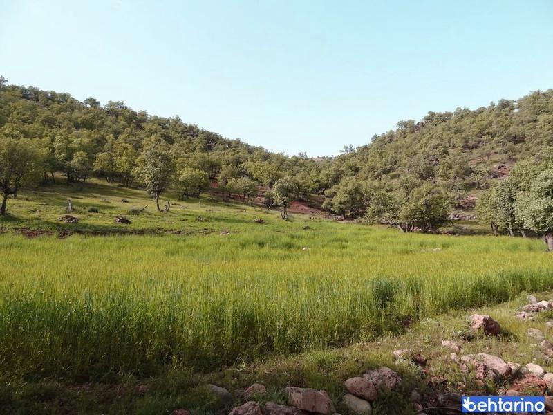 منطقه حفاظت گردیده هلن