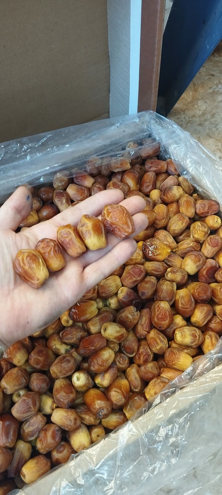 خرماسرای کاظمی