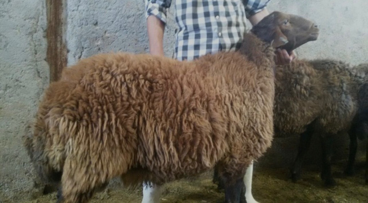 فروش گوسفند زنده مهرزاد