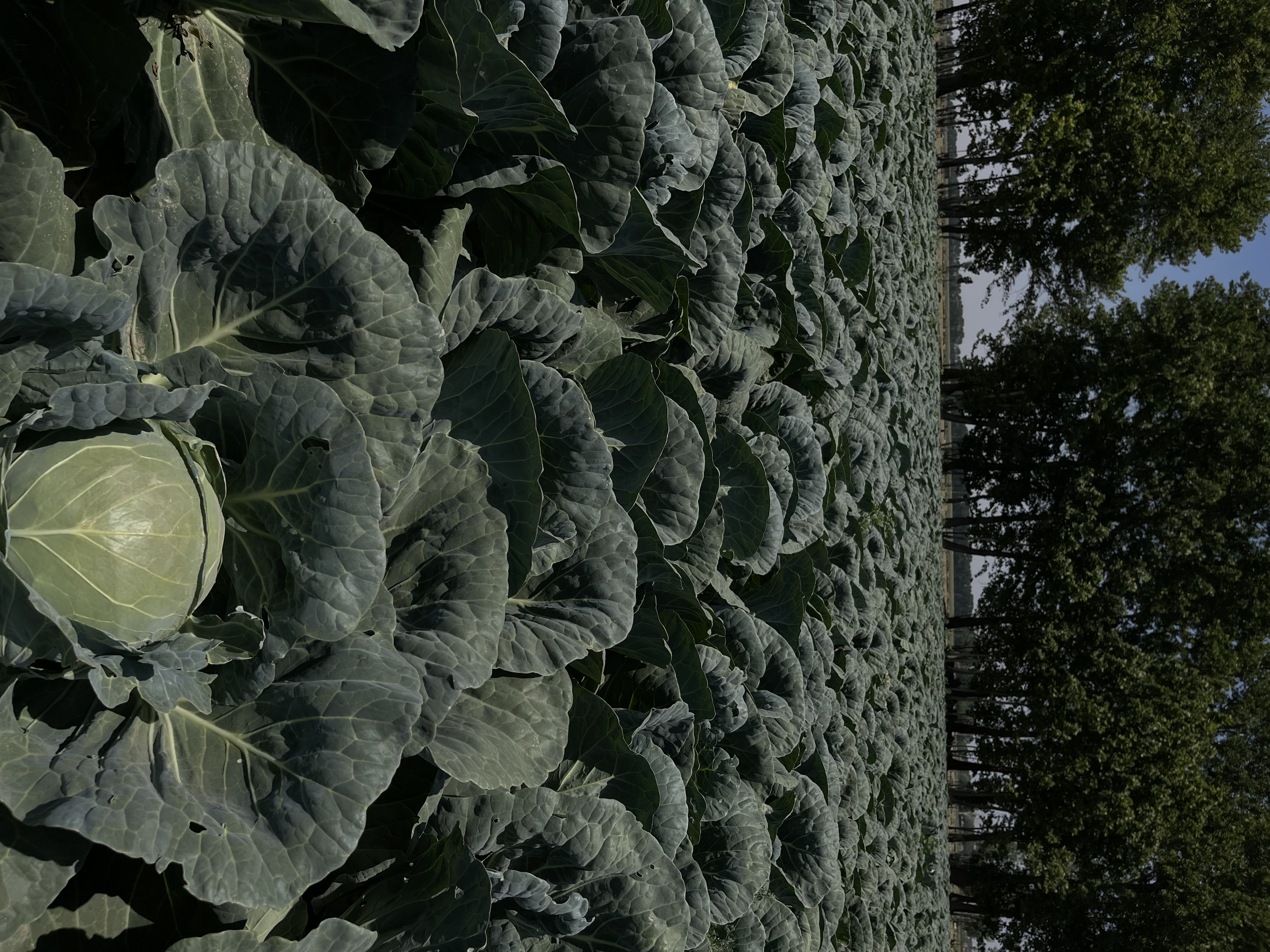 داروخانه گیاهپزشکی نوژا