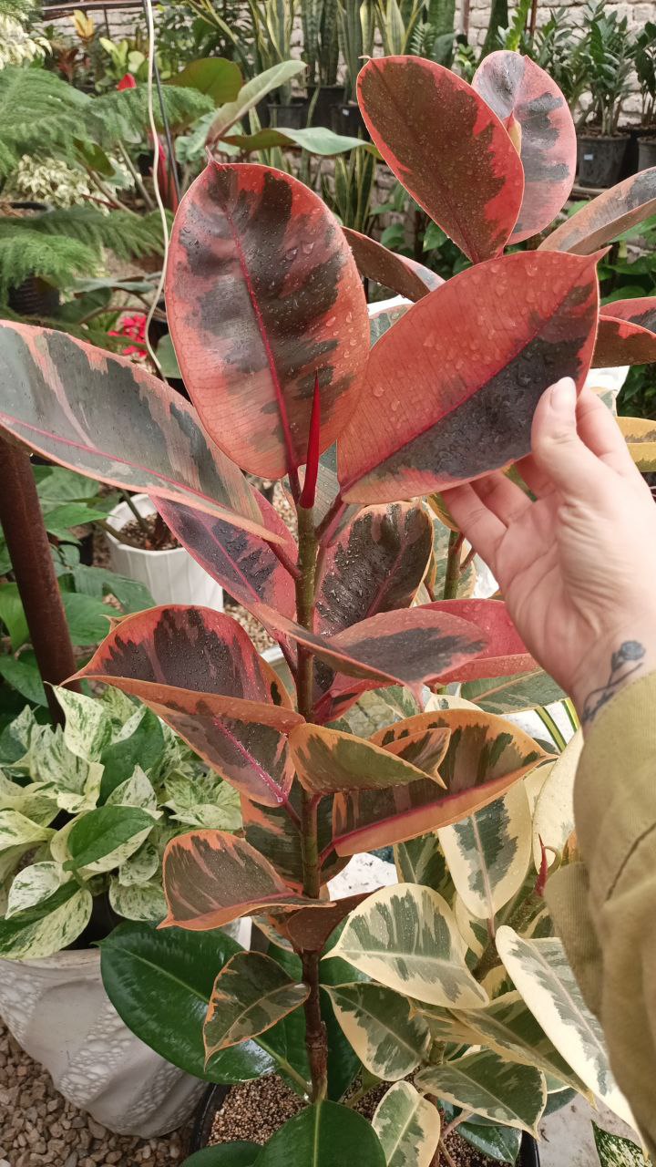 گل و گلدان محمد