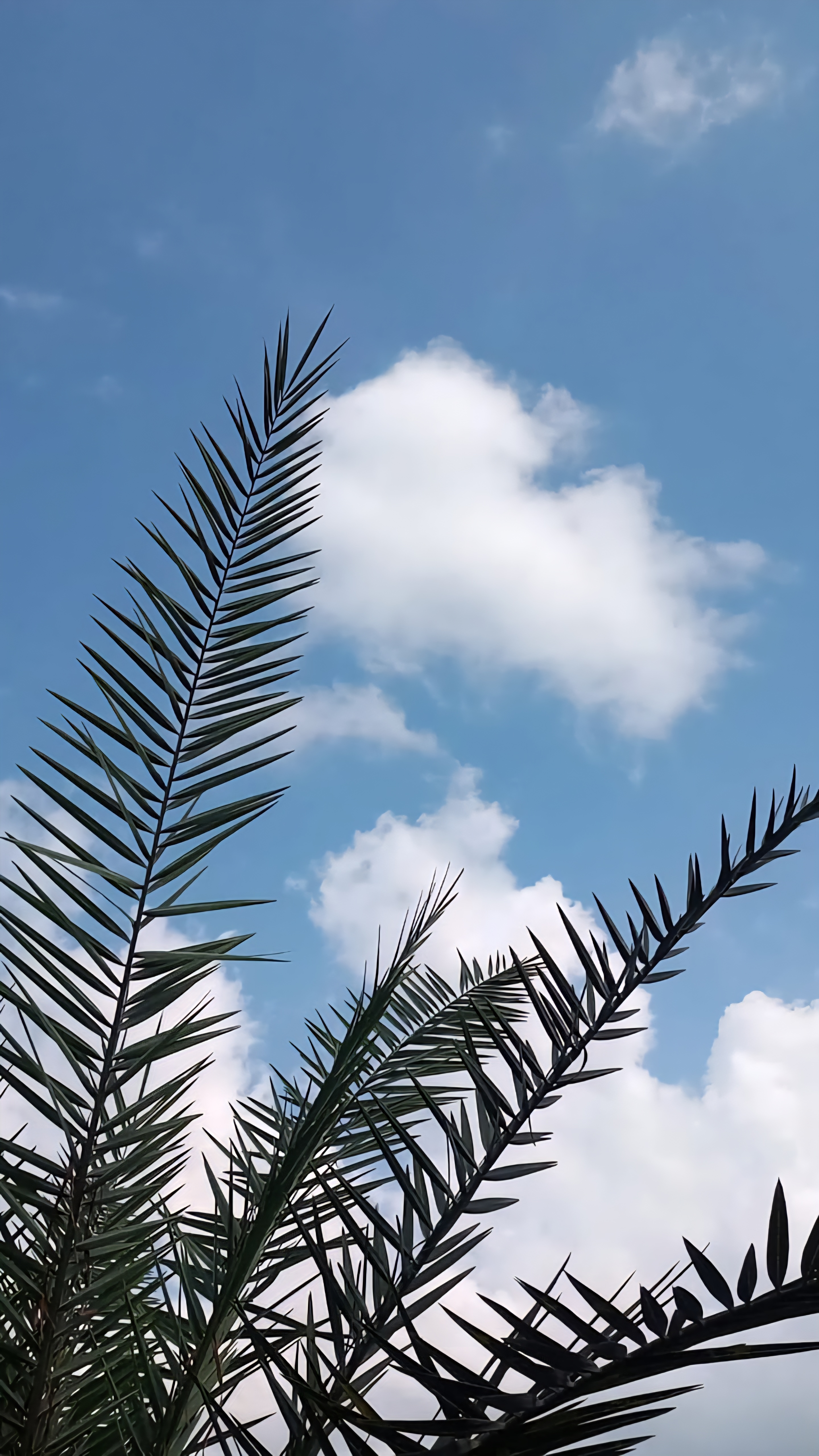 برنج فروشی samoun