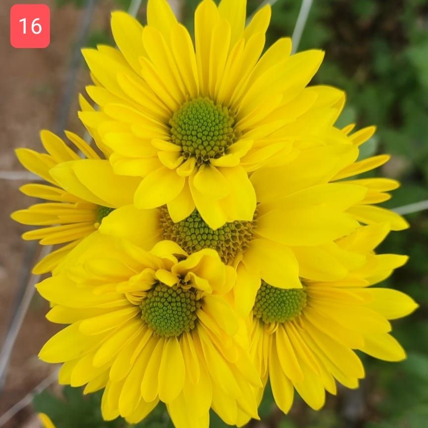 نشاء خانه انواع گل شاخه بریده