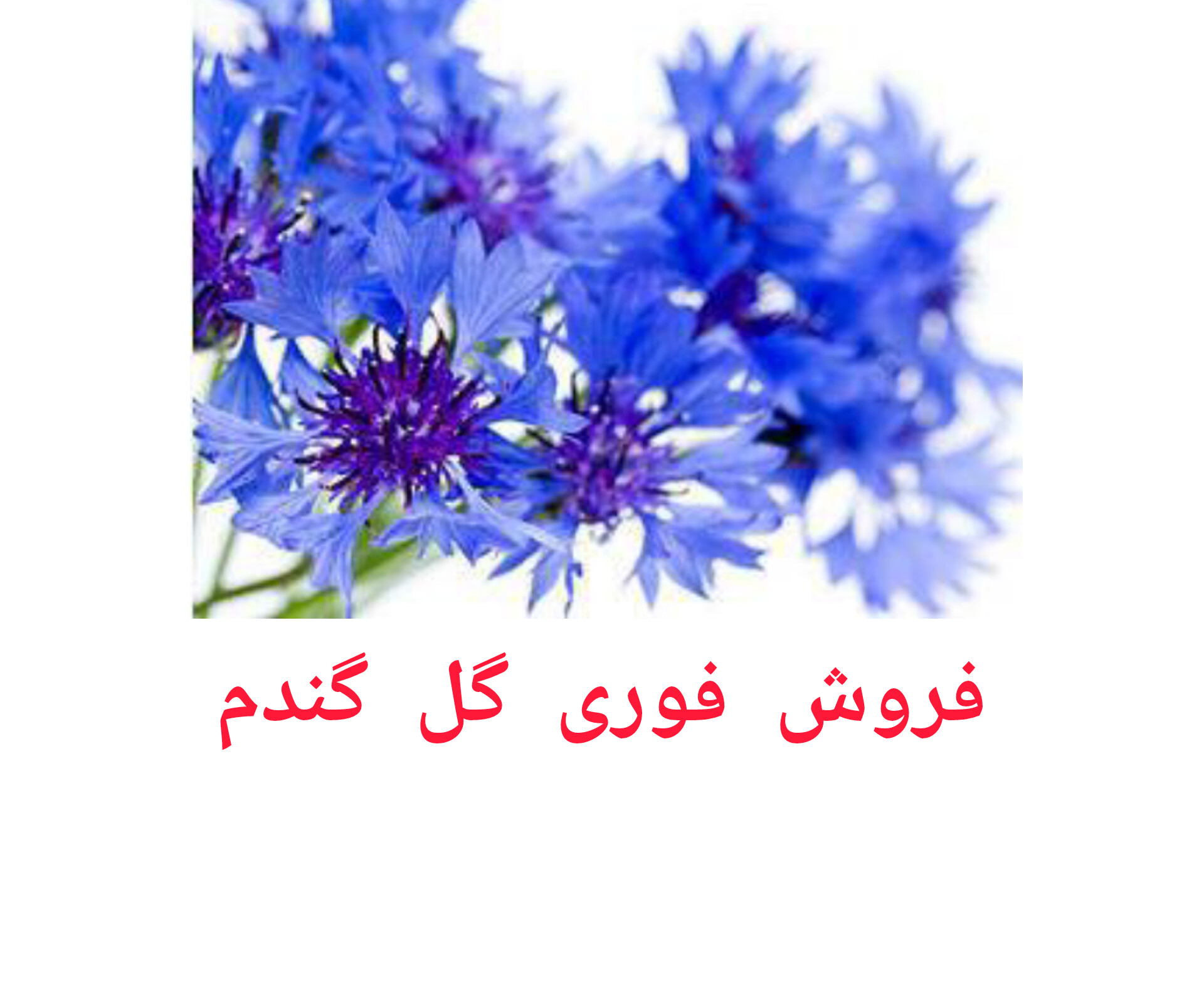 گیاهان دارویی و درمانی آروین