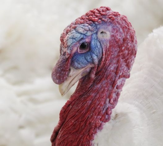 شاهین بهارستان زنجان