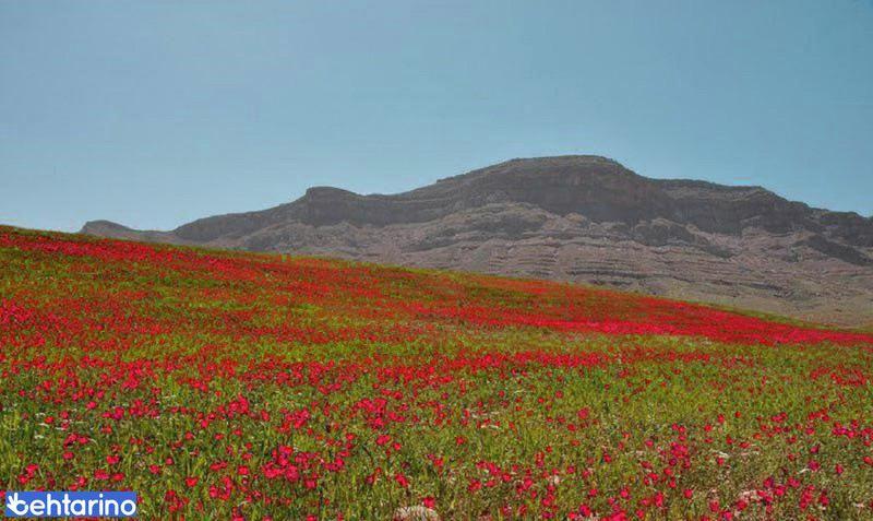 گنبد نمکی باغ بهزاد