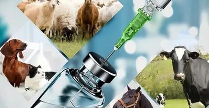 کلینیک دامپزشکی و پت شاپ رکس