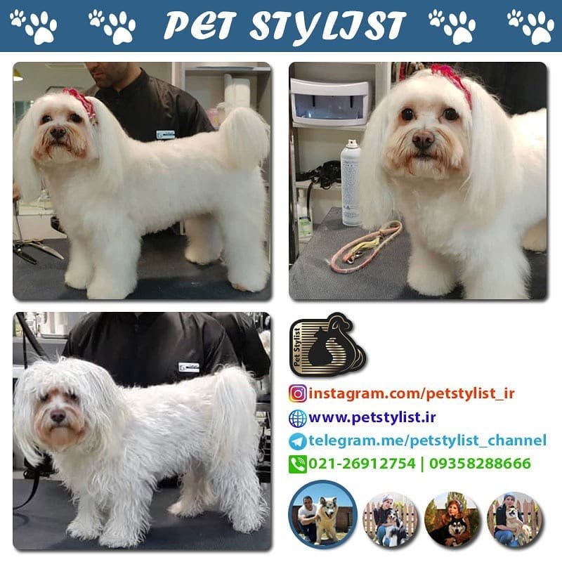 پت استایلیست