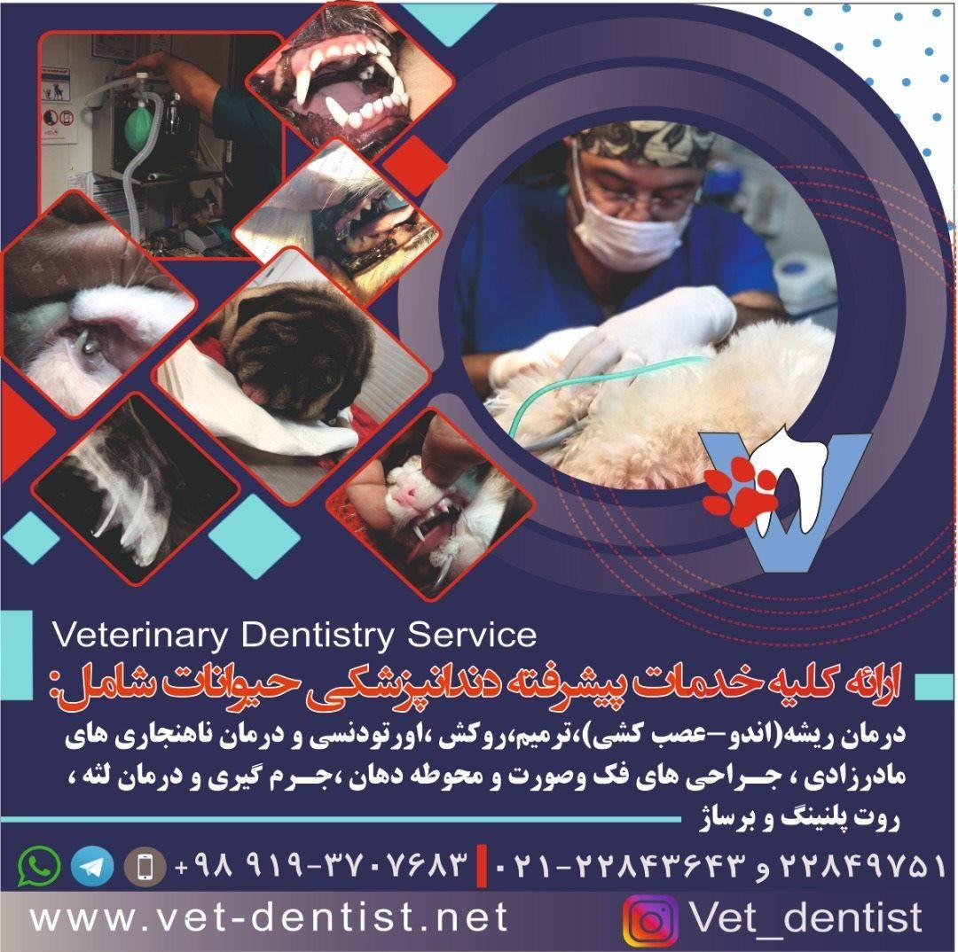 دندانپزشکی حیوانات