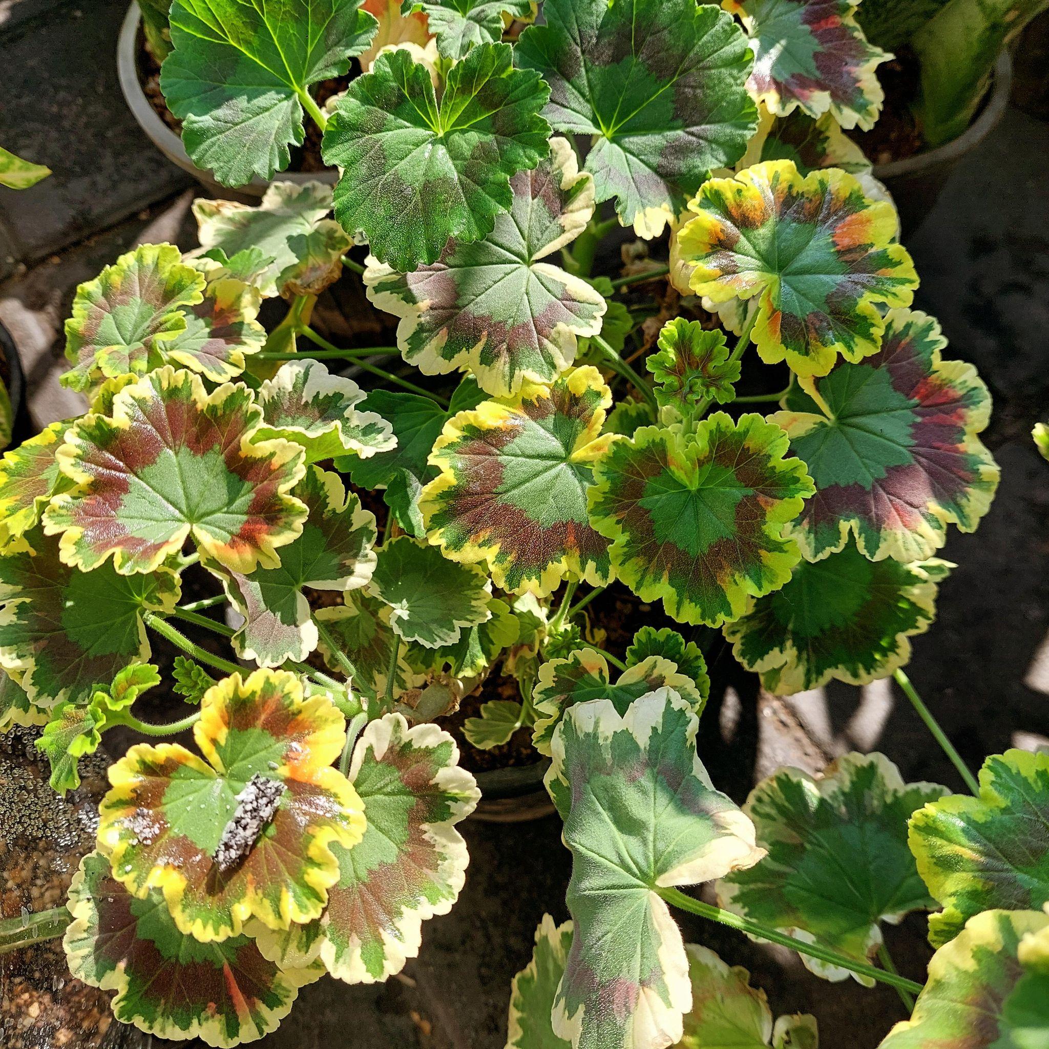 فروش گیاهان آپارتمانی نسترن