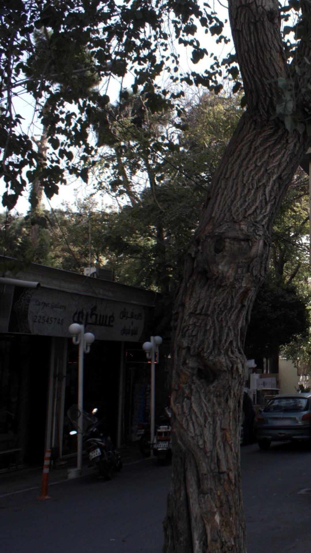 گالری فرش عسگری