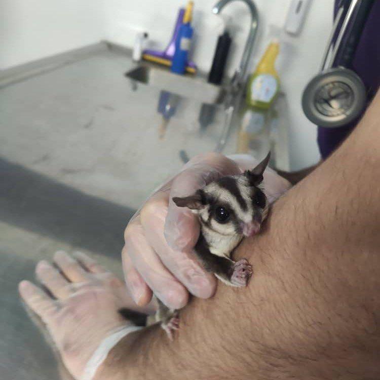 کلینیک حیوانات خانگی امید