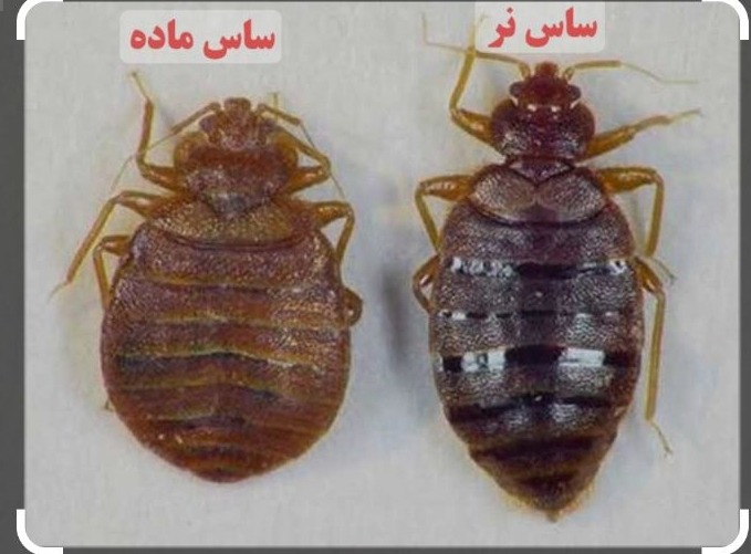سمپاشی