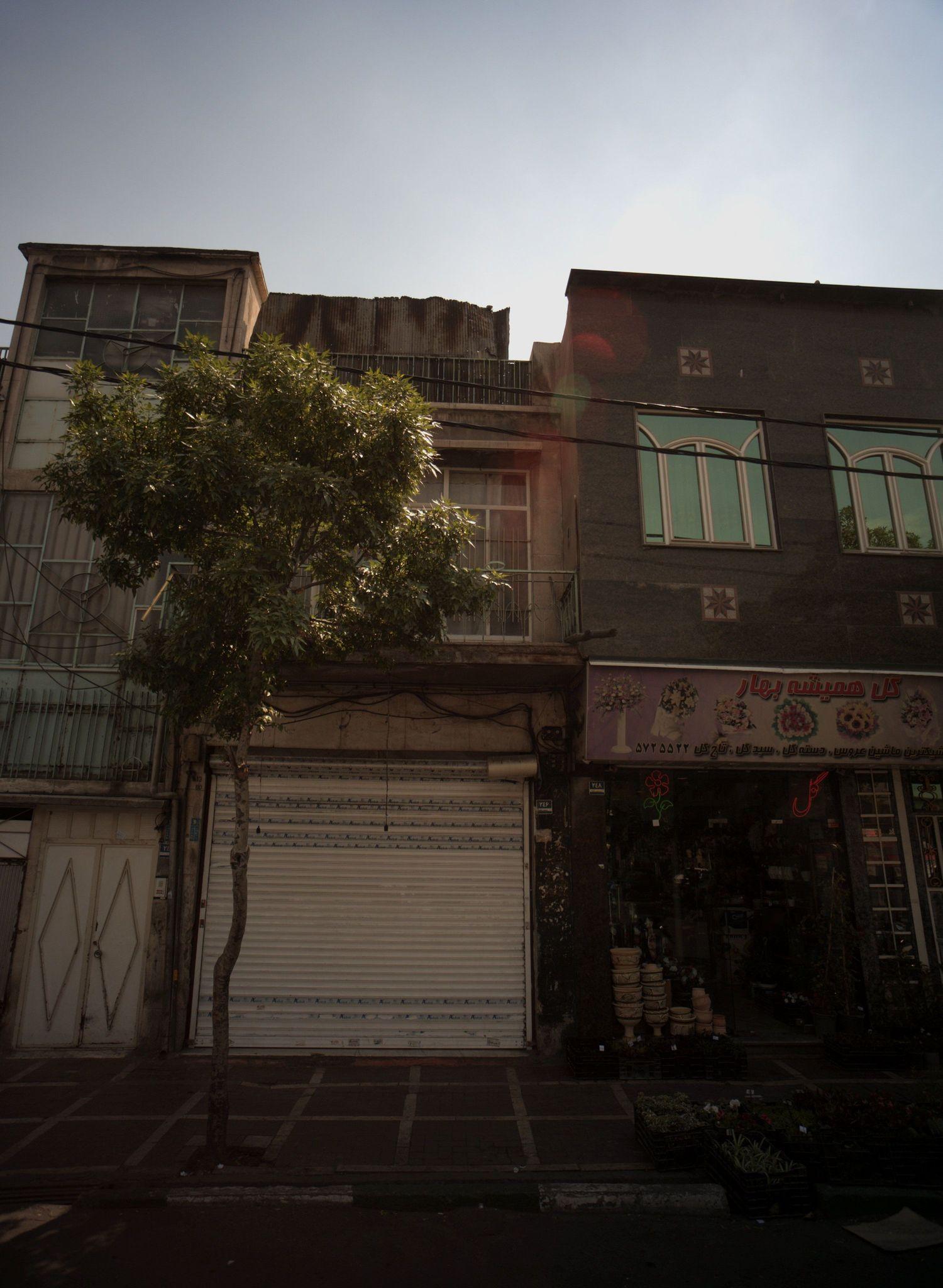 گل همیشه بهار