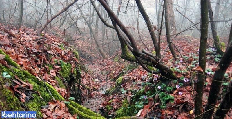 پارک جنگلی سراوان