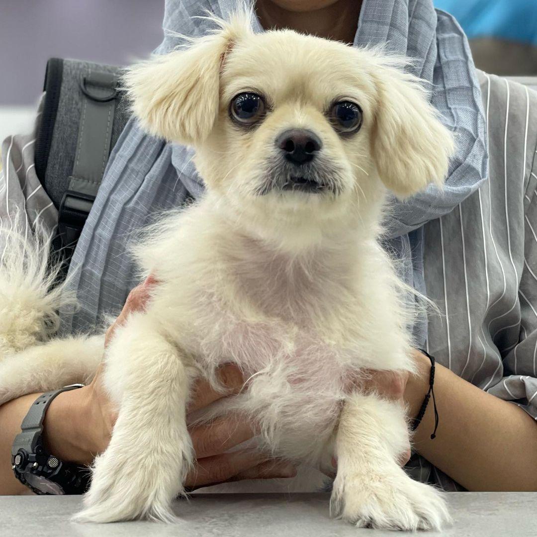 کلینیک دامپزشکی سفید