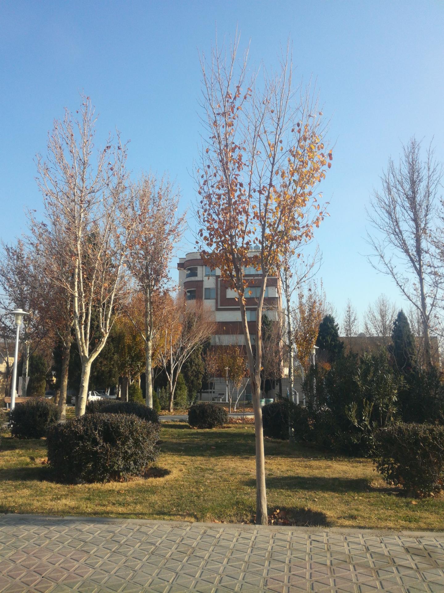 پارک محلی گلستان