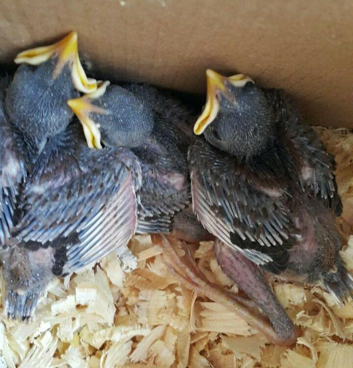 پرنده سرای حبیب