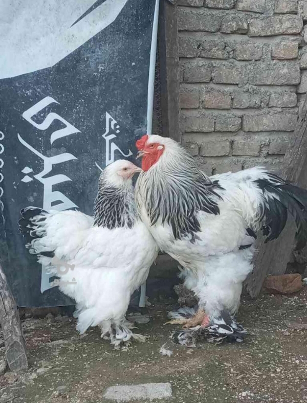 پرورش برهما کلمبین لایت