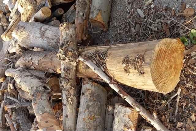 تولید ذغال کبابی صادق زاده