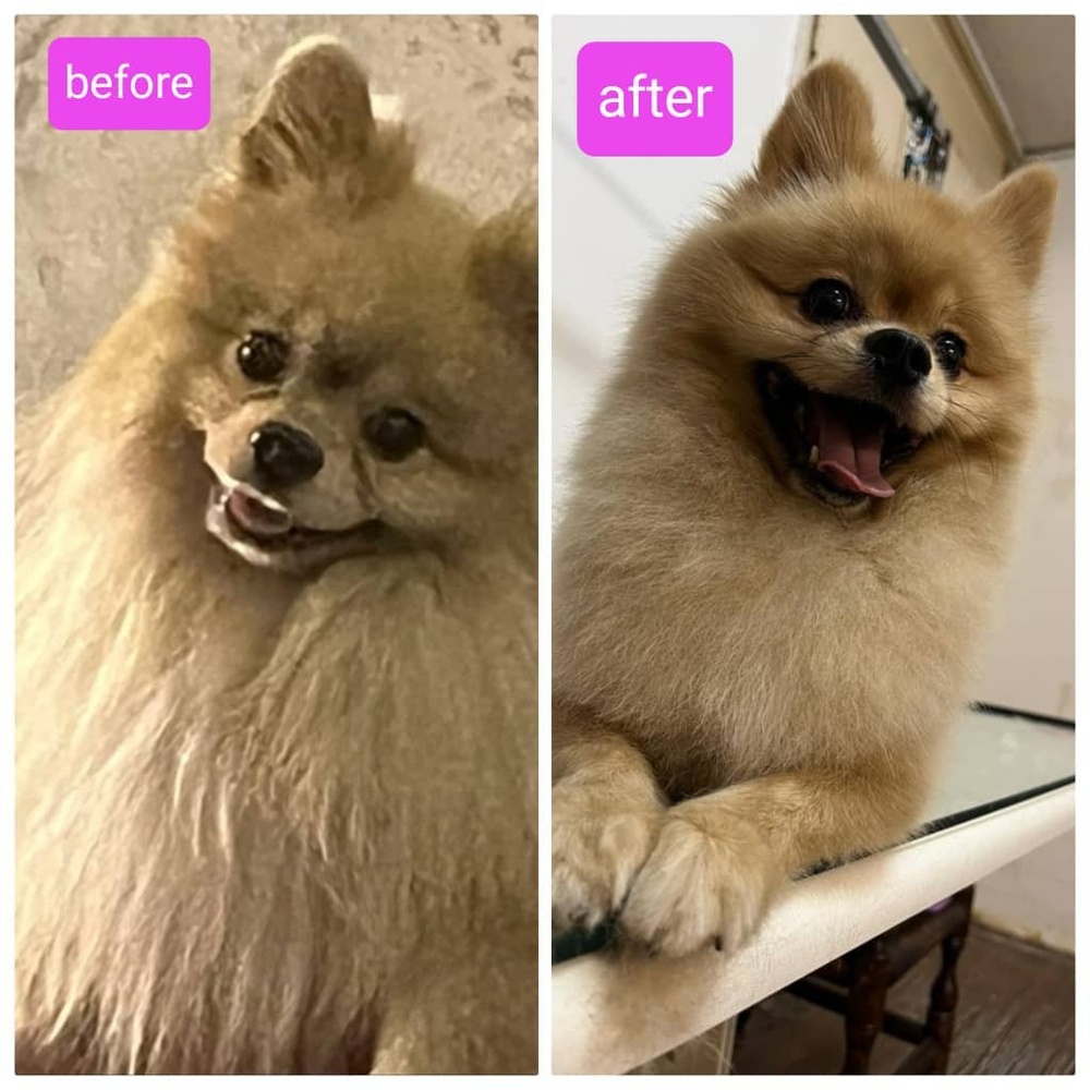 مجتبی خدابخشی