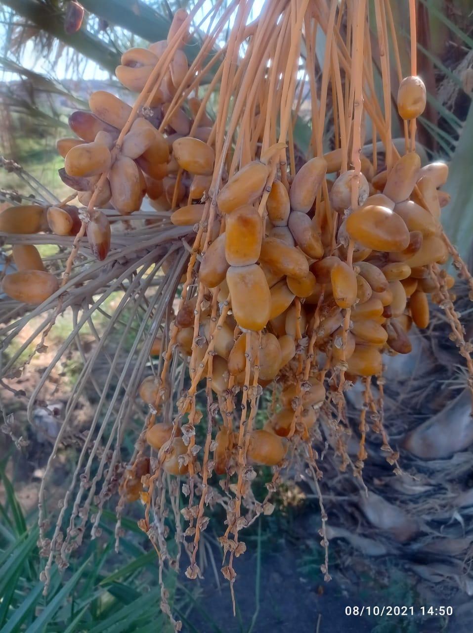 اقامتگاه بوم گردی خانه نخل کویر