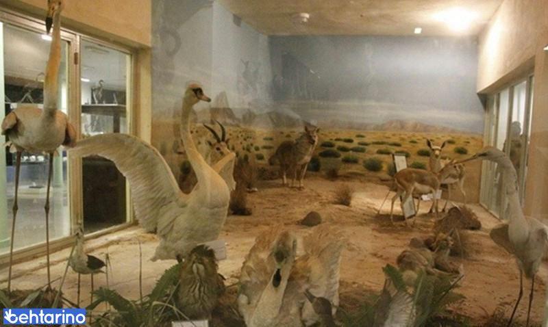 موزه تاریخ طبیعی اردبیل