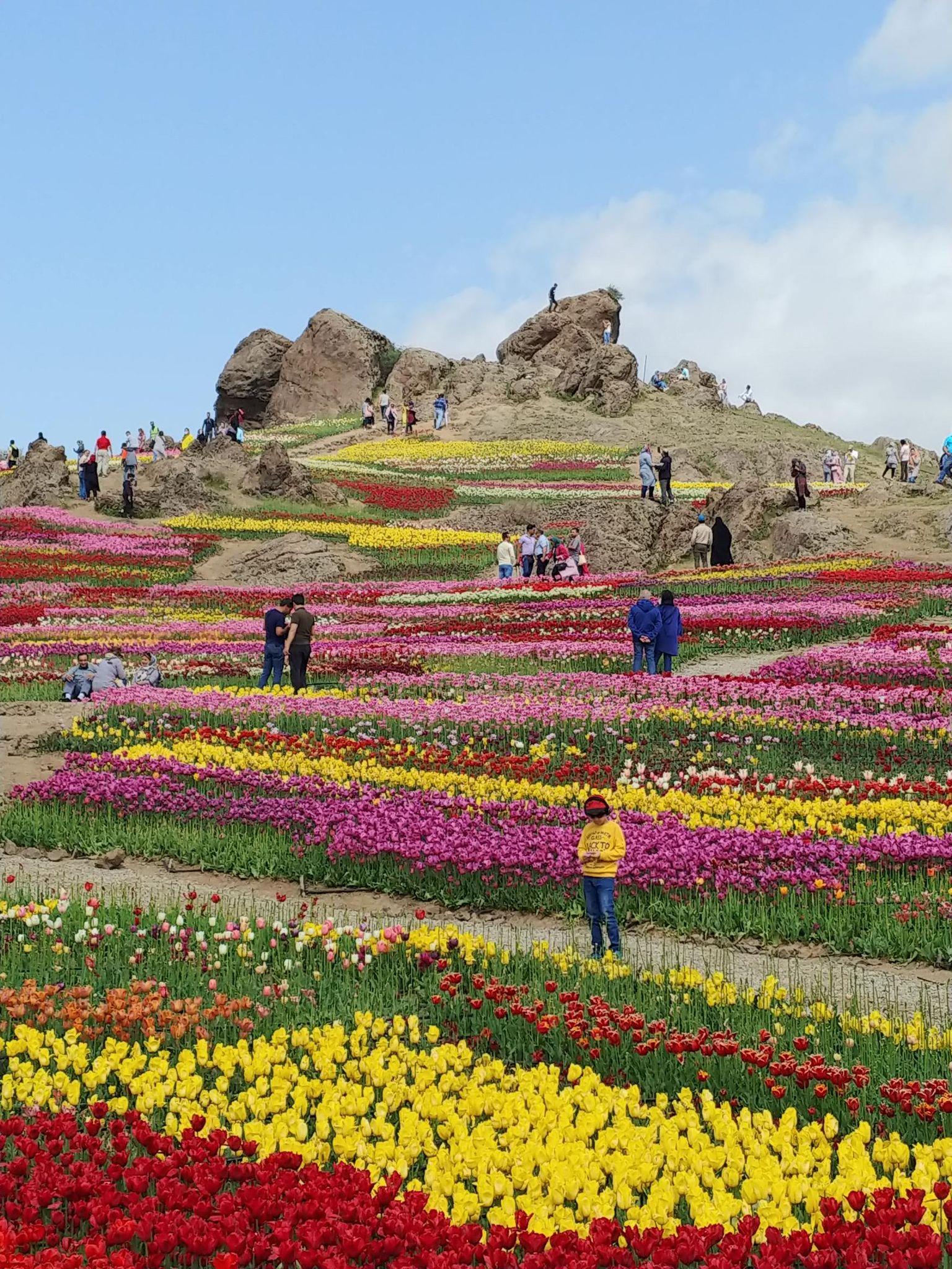 مزرعه لزور کندور