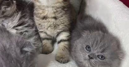 راد پت(مرکز تخصصی خرید و فروش گربه)