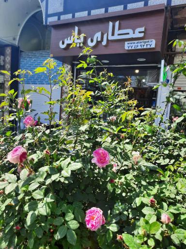 عطاری گل یاس