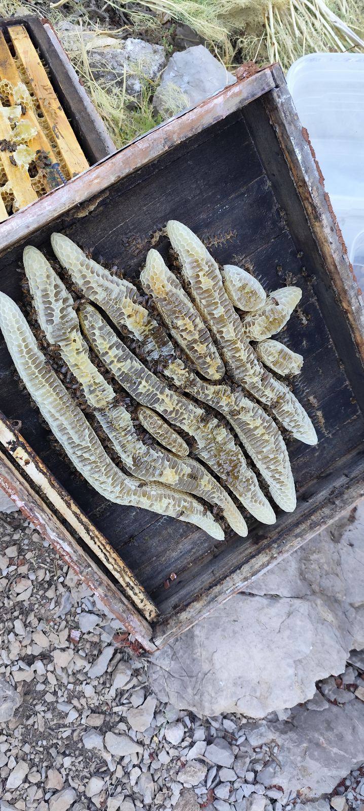 عسل دارویی کردستان صددرصد طبیعی در تهران