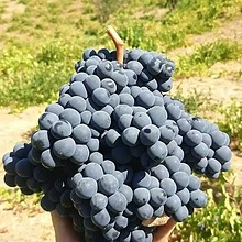 نهالستان عیوضی