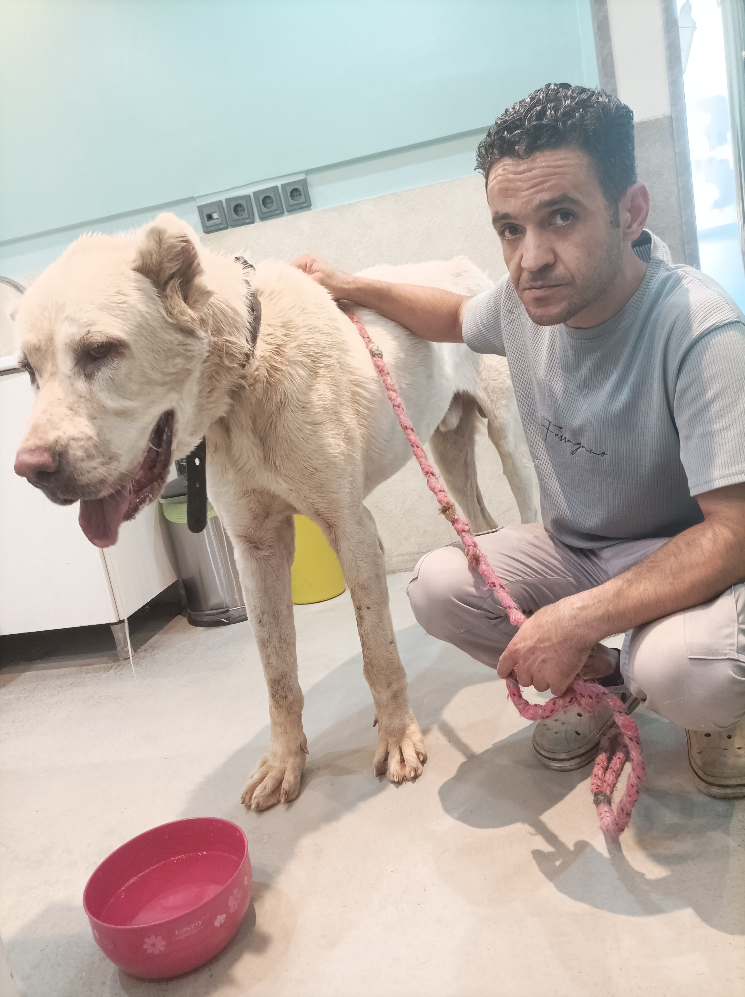 شستوشوی پت دلبند شما در محل ابی چالکی