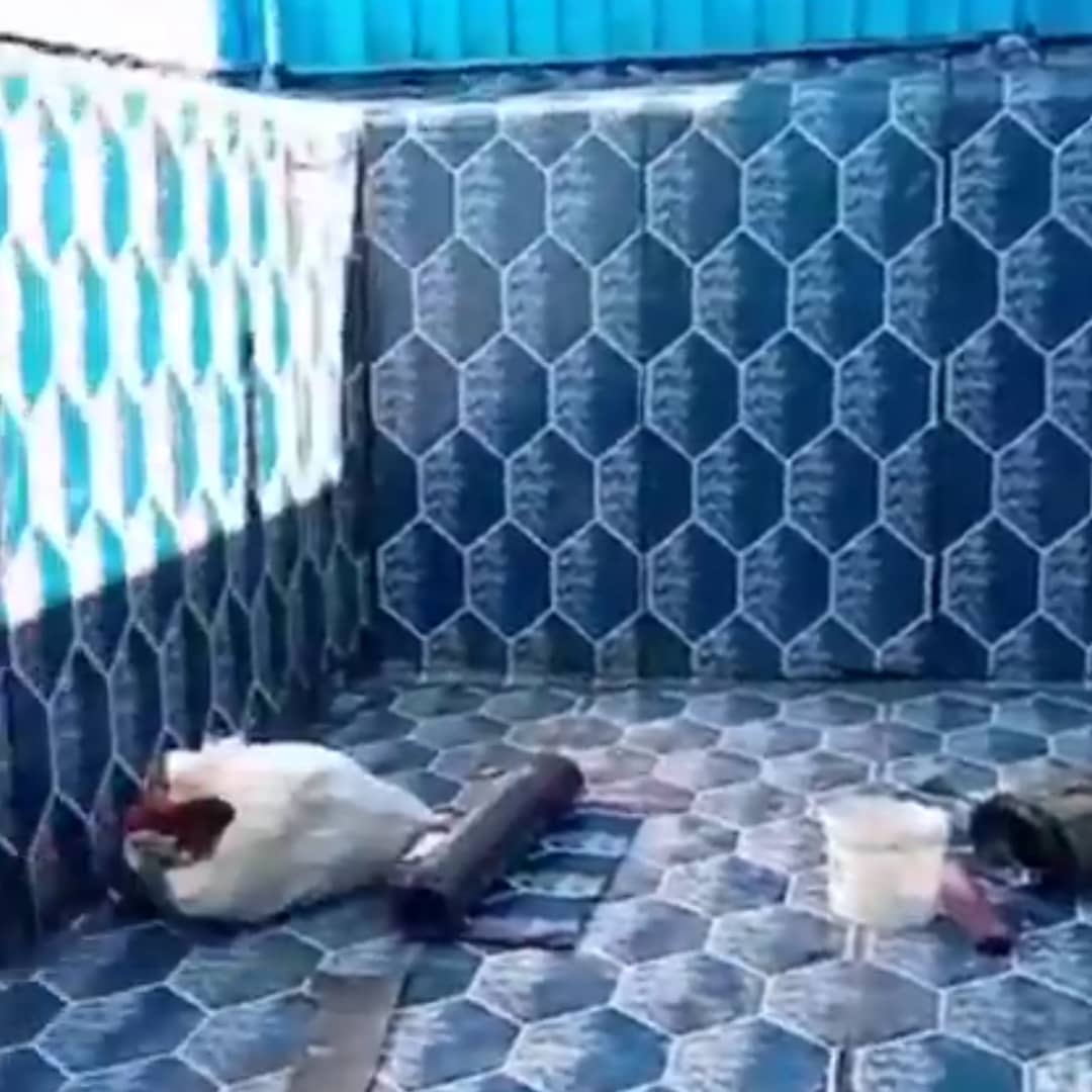 ایزوگام سید