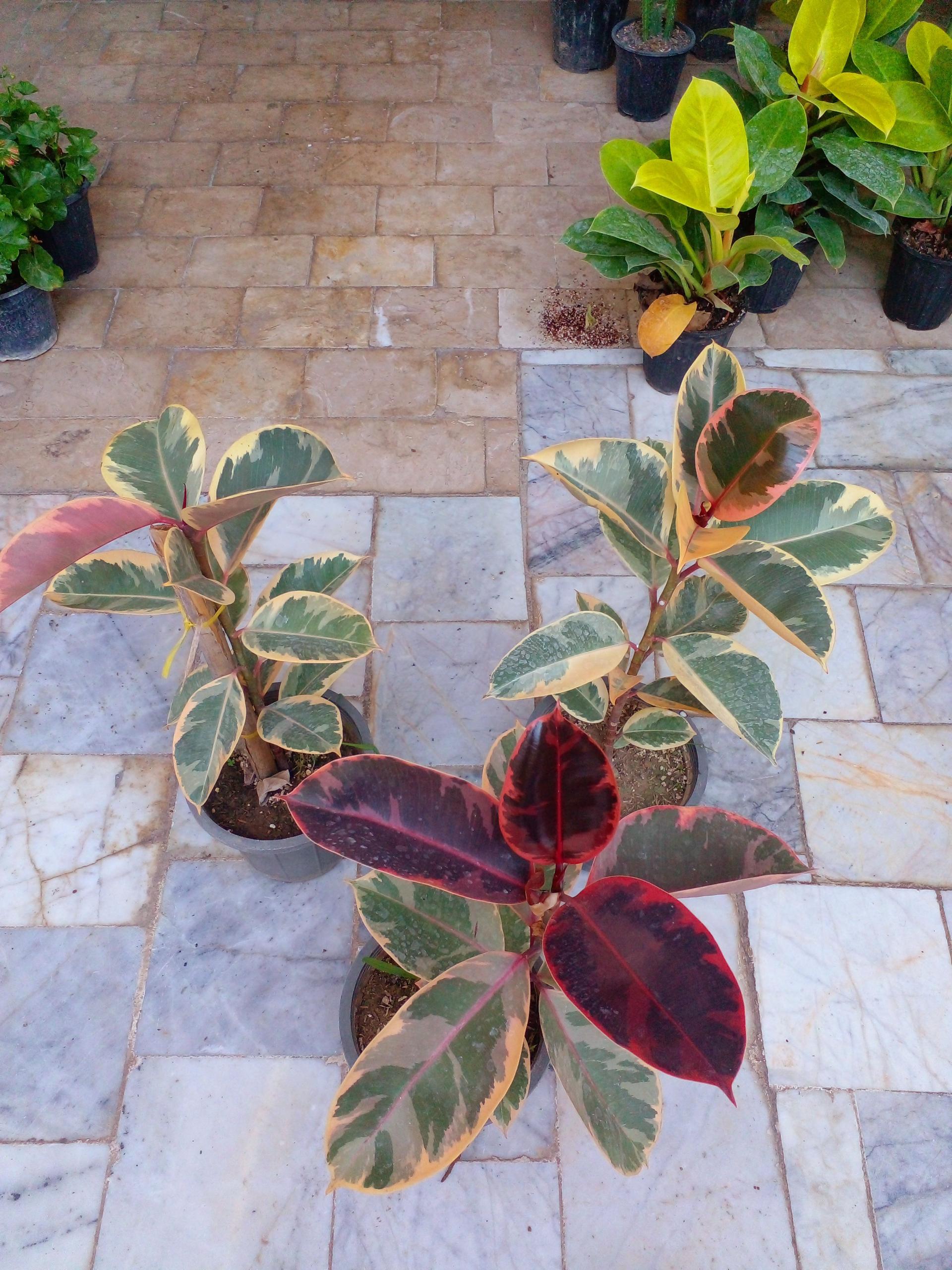 سرای گل باران