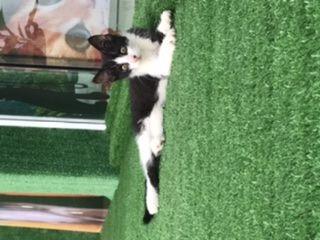 کلینیک دامپزشکی رویان