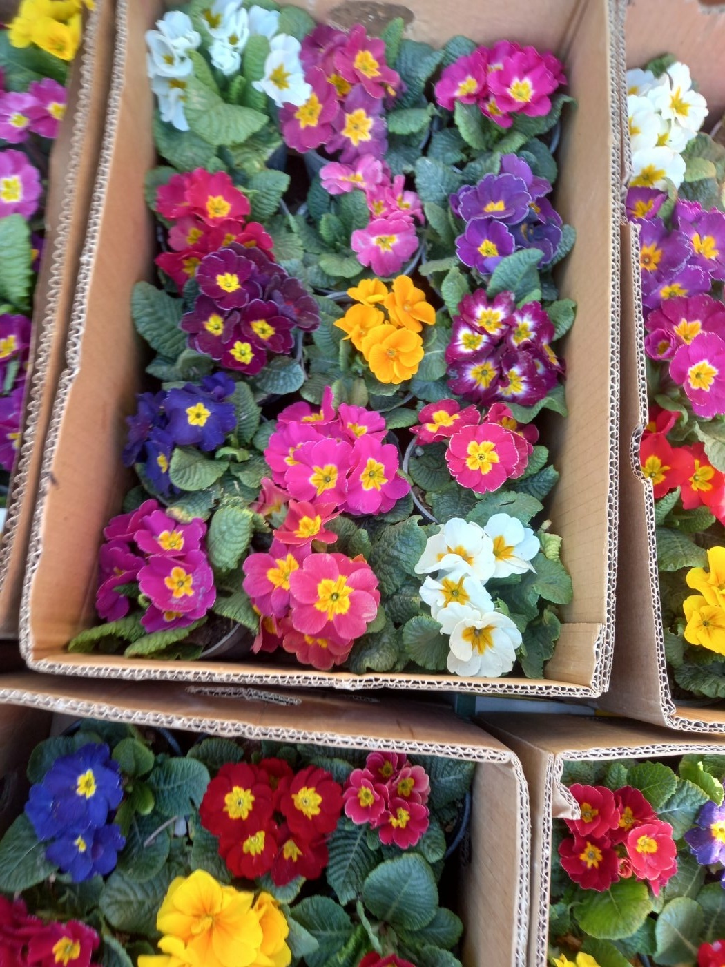 مهدی نودهانی