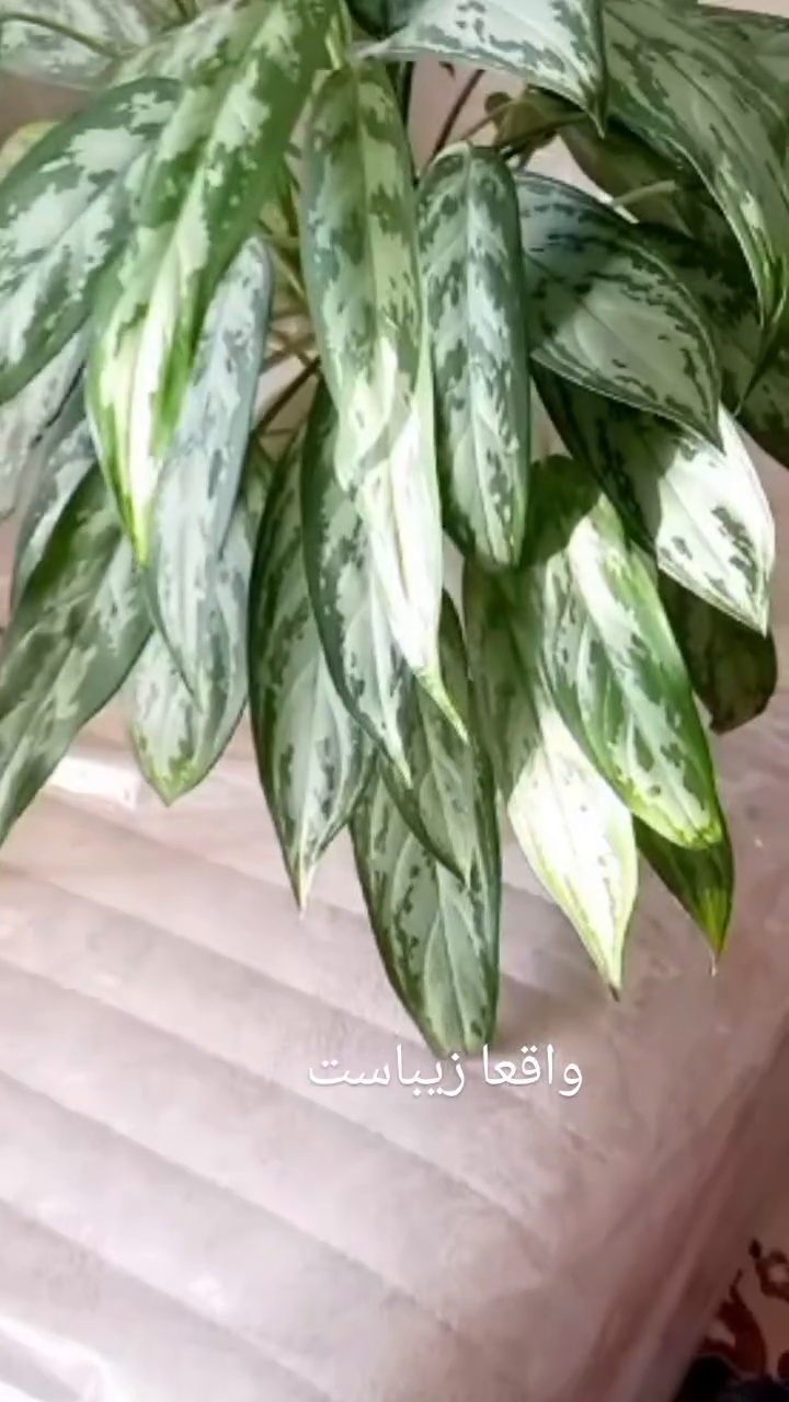 هیدروپونیک شیراز