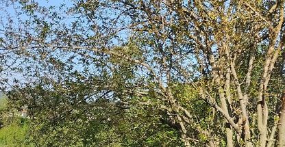 اجاره کلبه جنگلی سجاد فومن گشت رودخان