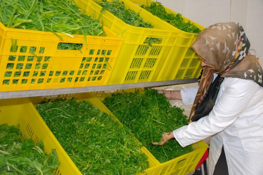 سبزی مارکت بانوی کیش