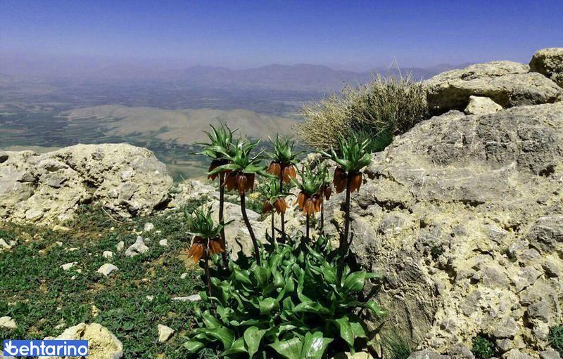 پارک جنگلی شورآب