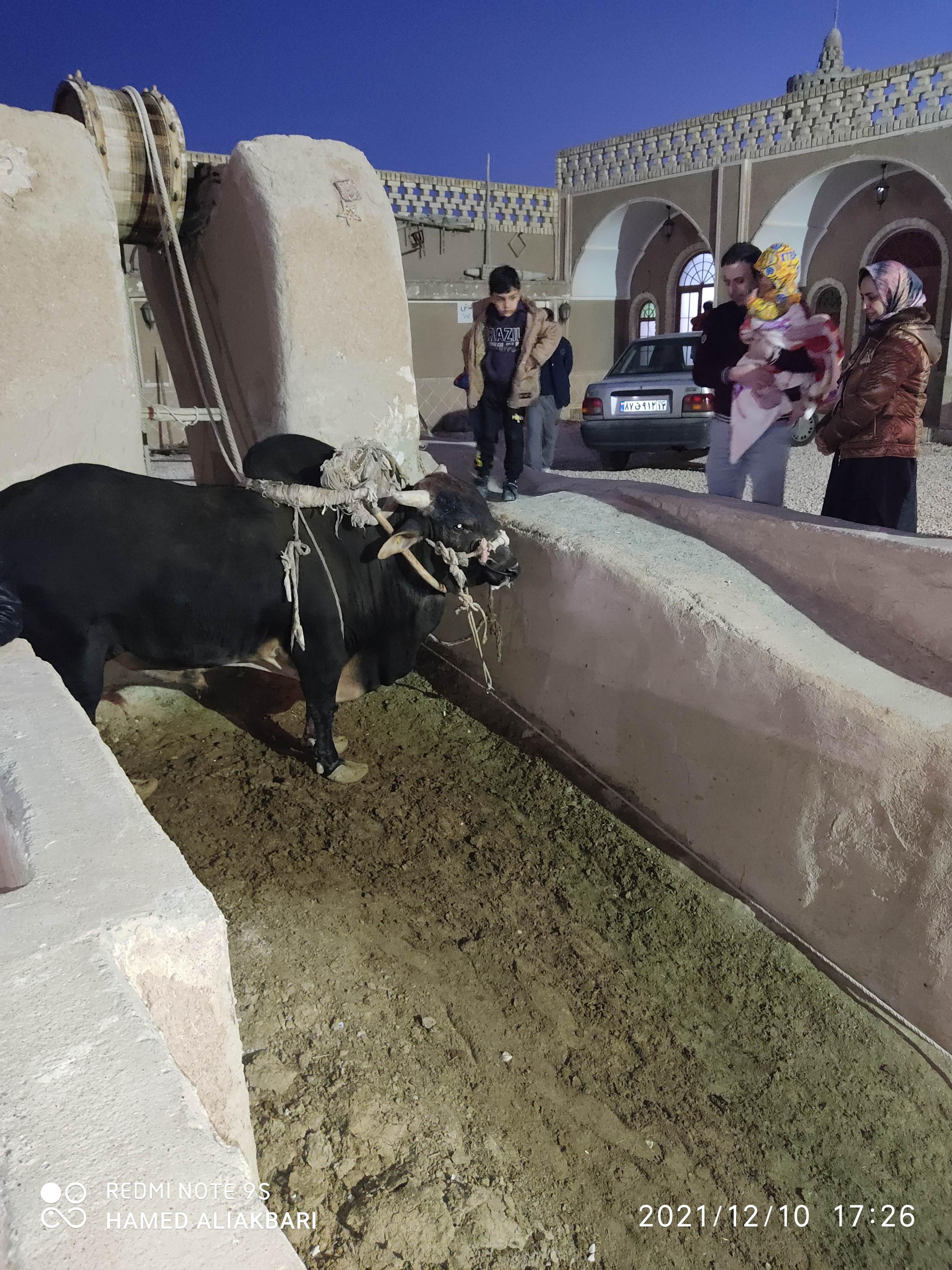 گاو چاه سنتی حاج ابراهیم