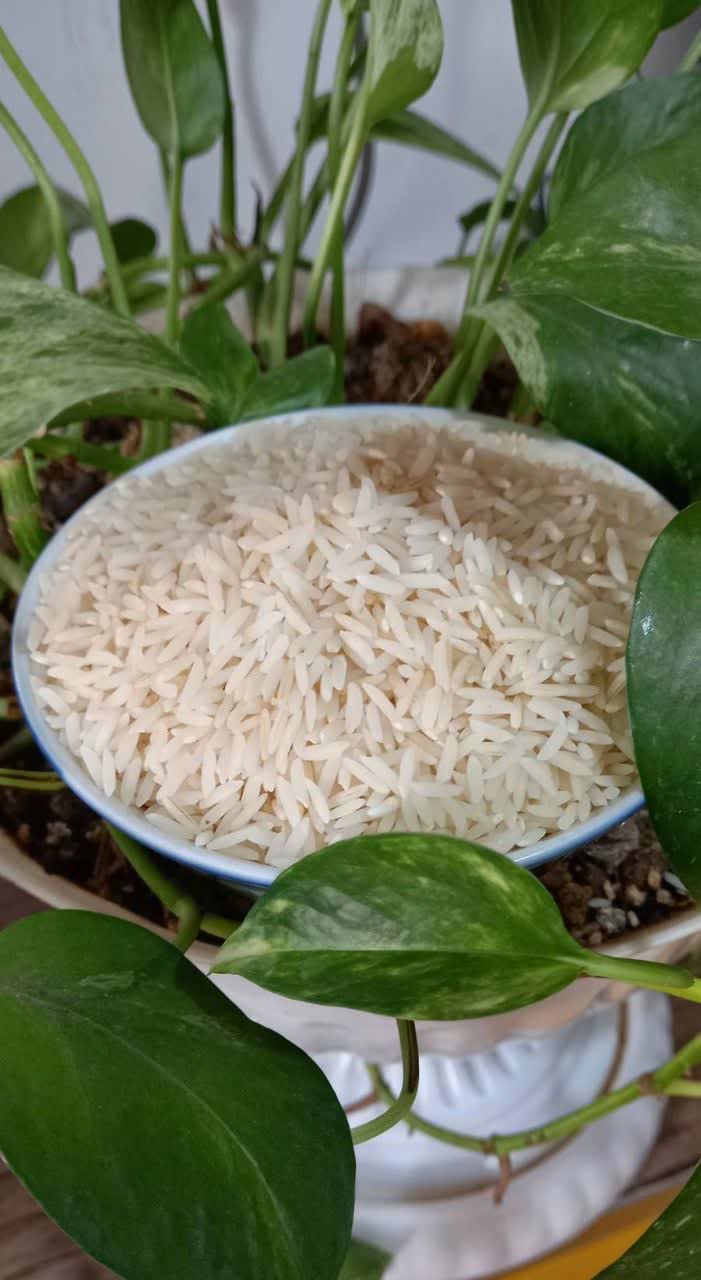 بازرگانی برنج جلودار