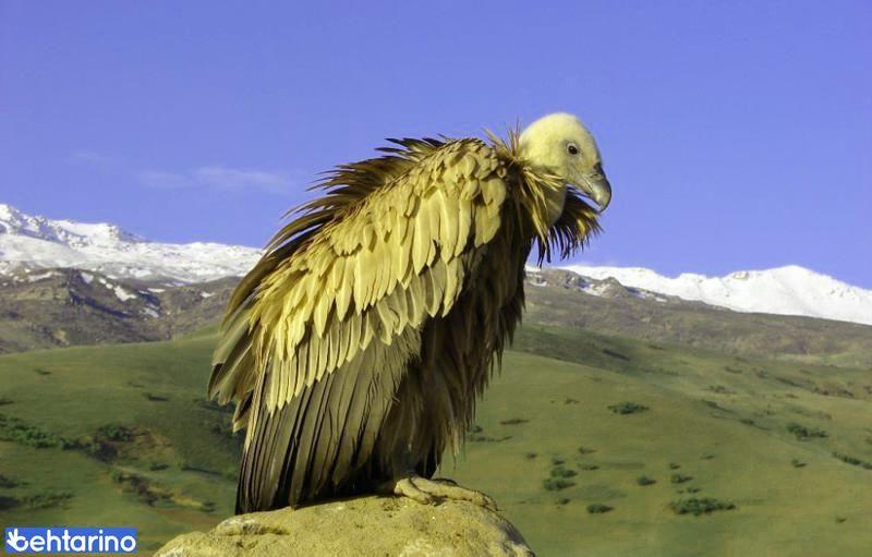 منطقه حفاظت گردیده سفید کوه